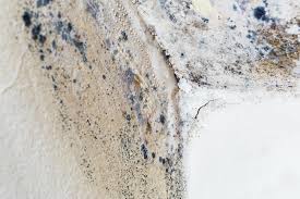 Why You Should Choose Our Mold Remediation Services in East Quogue, NY